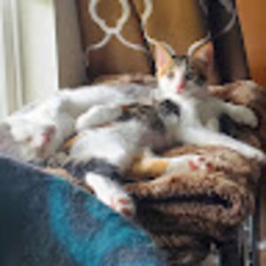 Meet your Posher, Susan